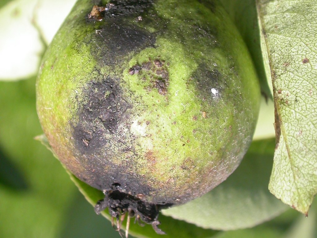 BBSFolgeschäden durch starken BirnblattsaugerbesatzMU.JPG